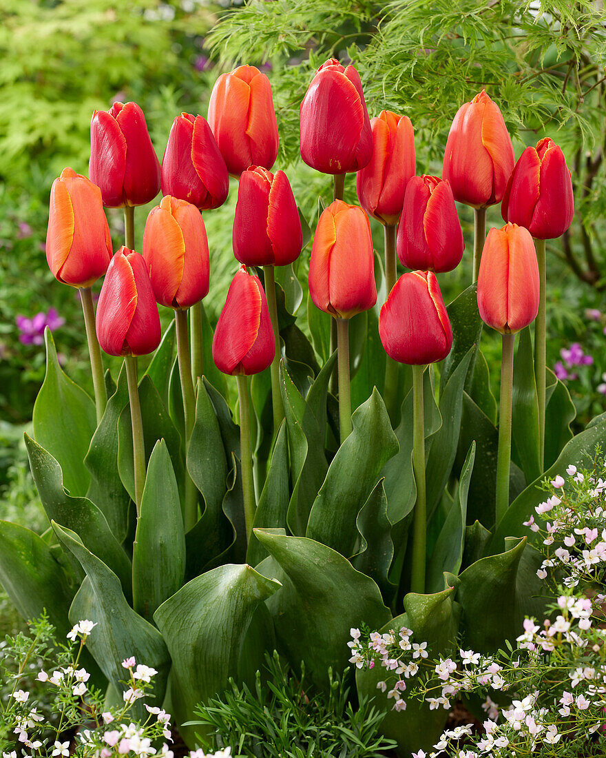 Tulpe (Tulipa) 'Triple A', 'Verandi'