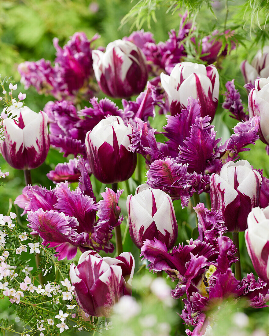 Tulipa Mysterious Parrot,Rems Favourite