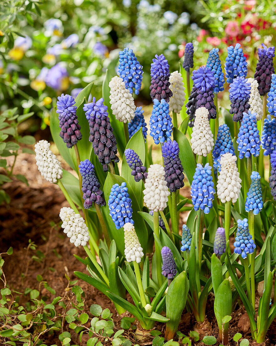 Traubenhyazinthe (Muscari), gemischt