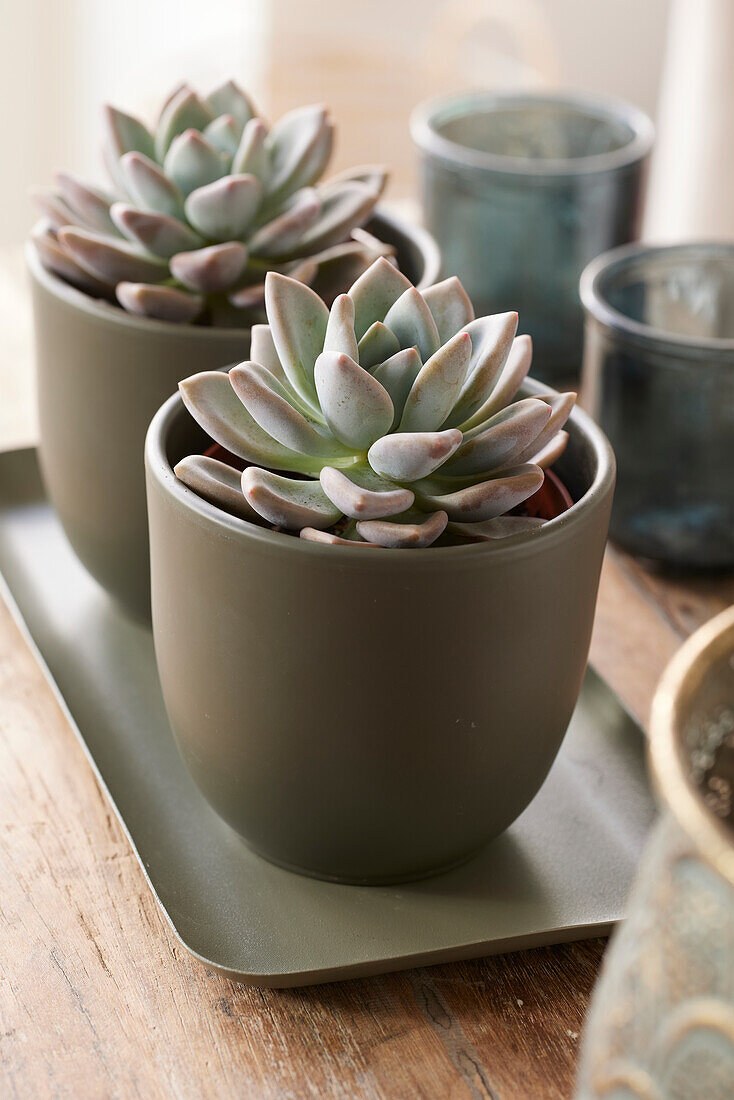 Pachyverie (Pachyveria) 'Opalina'