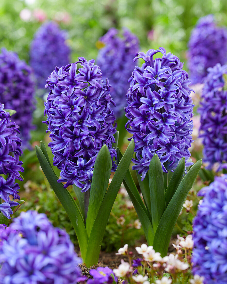 Hyacinthus Blue Jacket