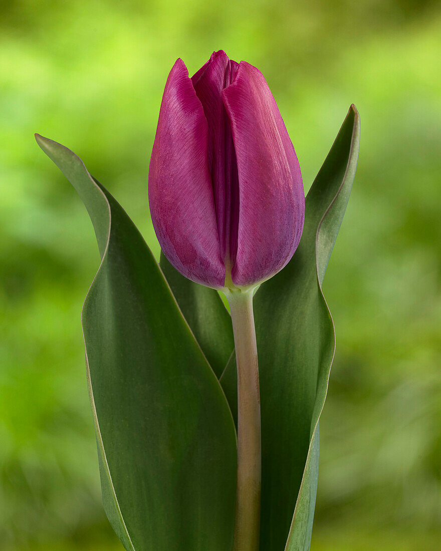 Tulipa High Five