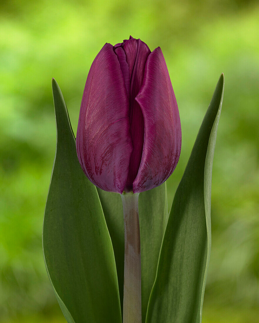 Tulpe (Tulipa) 'Party Night'