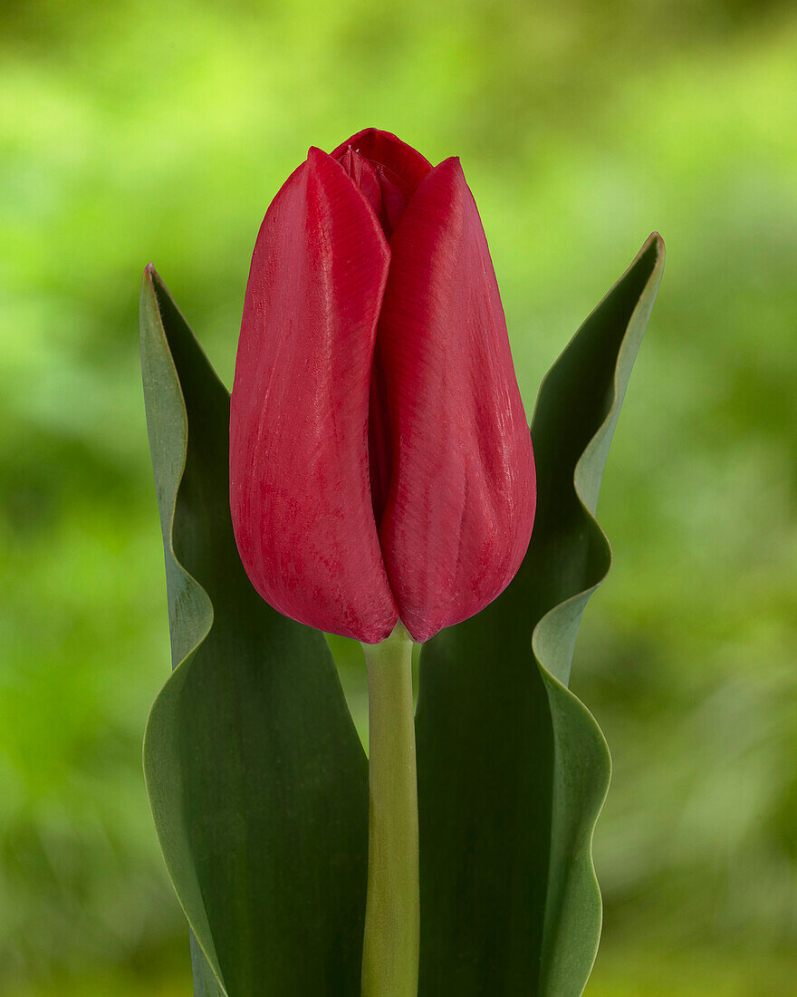 Tulpe (Tulipa) 'Red Giske'