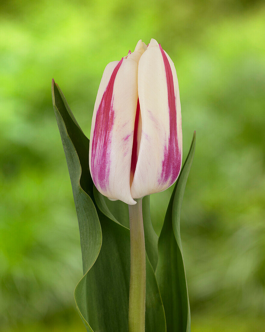 Tulpe (Tulipa) 'Holland Beauty' mit/paar vlam