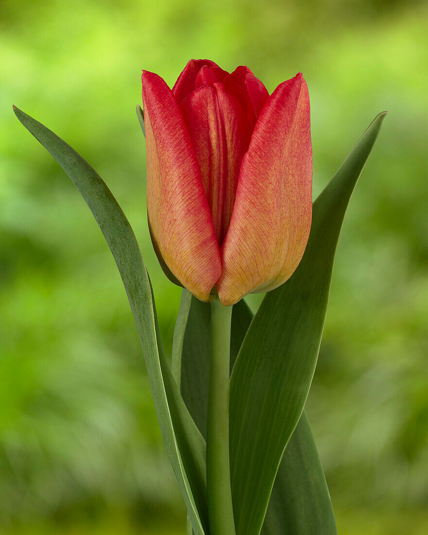 Tulipa Seadove Orange