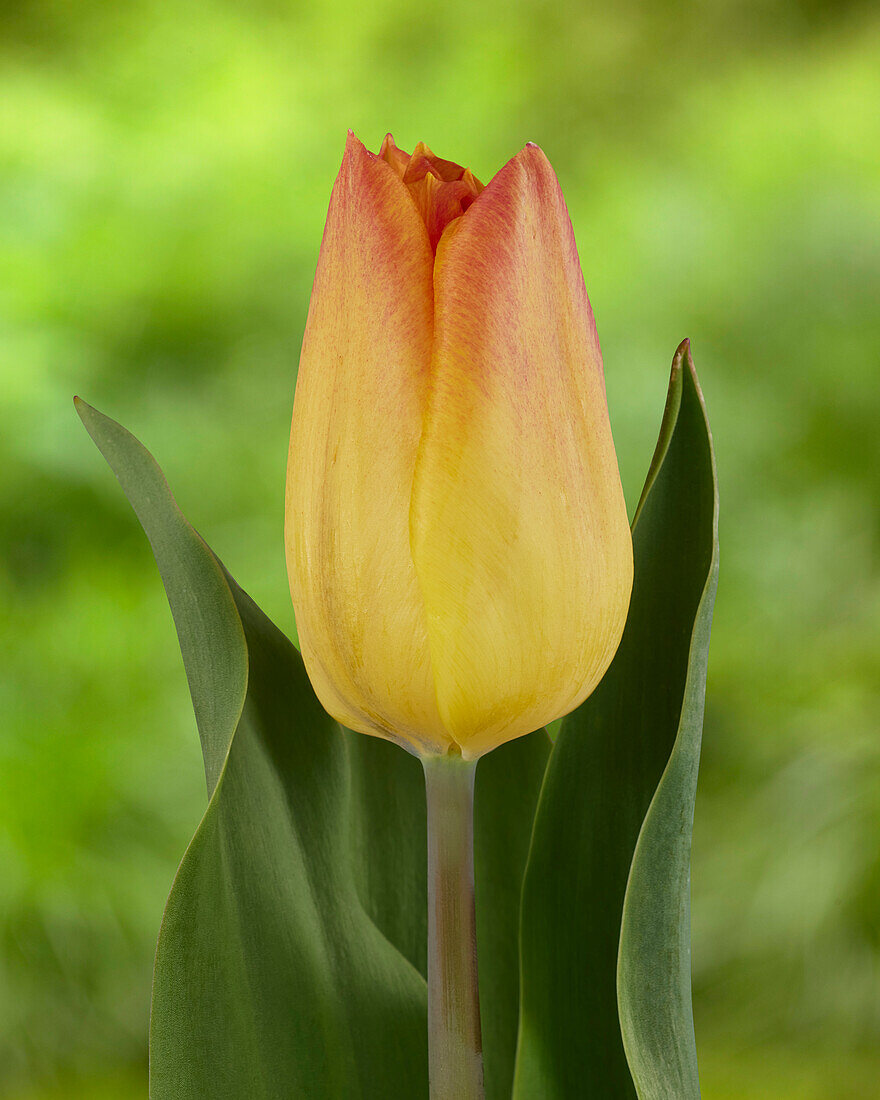 Tulpe (Tulipa) 'Strong Match'