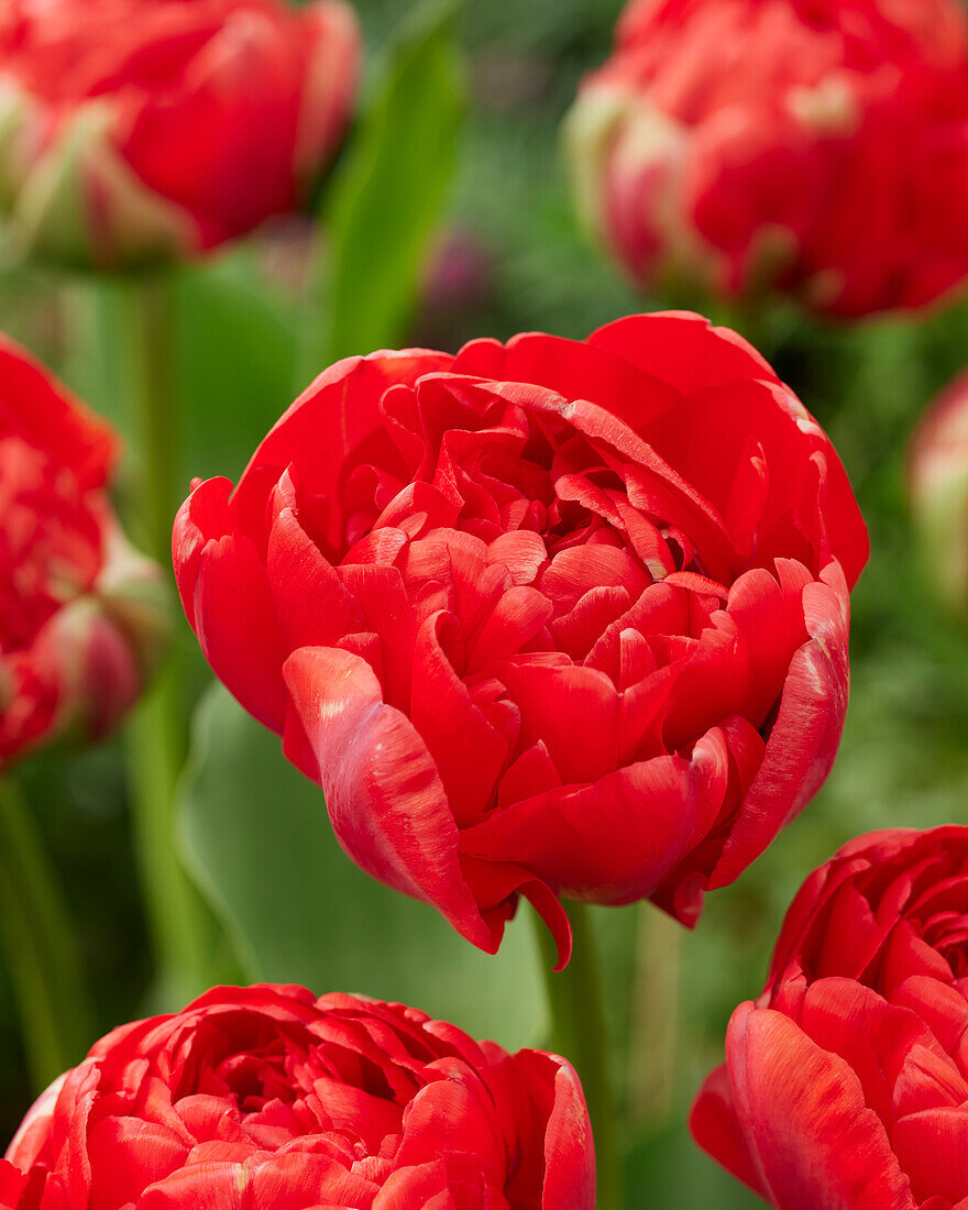 Tulpe (Tulipa) 'Gudoshnik Double'