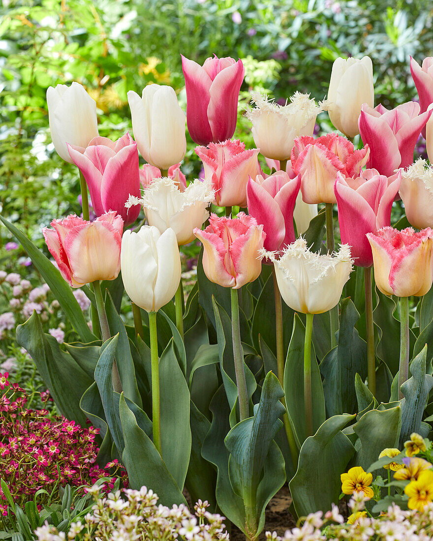 Tulipa Pink and White mix