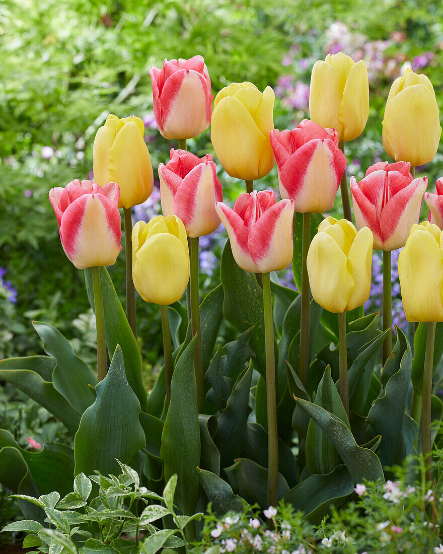 Tulipa Avocado,Supermodel