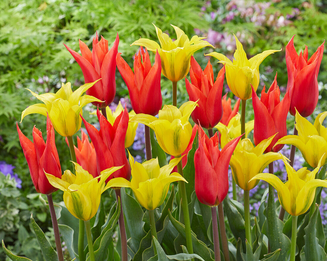 Tulipa Dutch Dancer,Green Dance