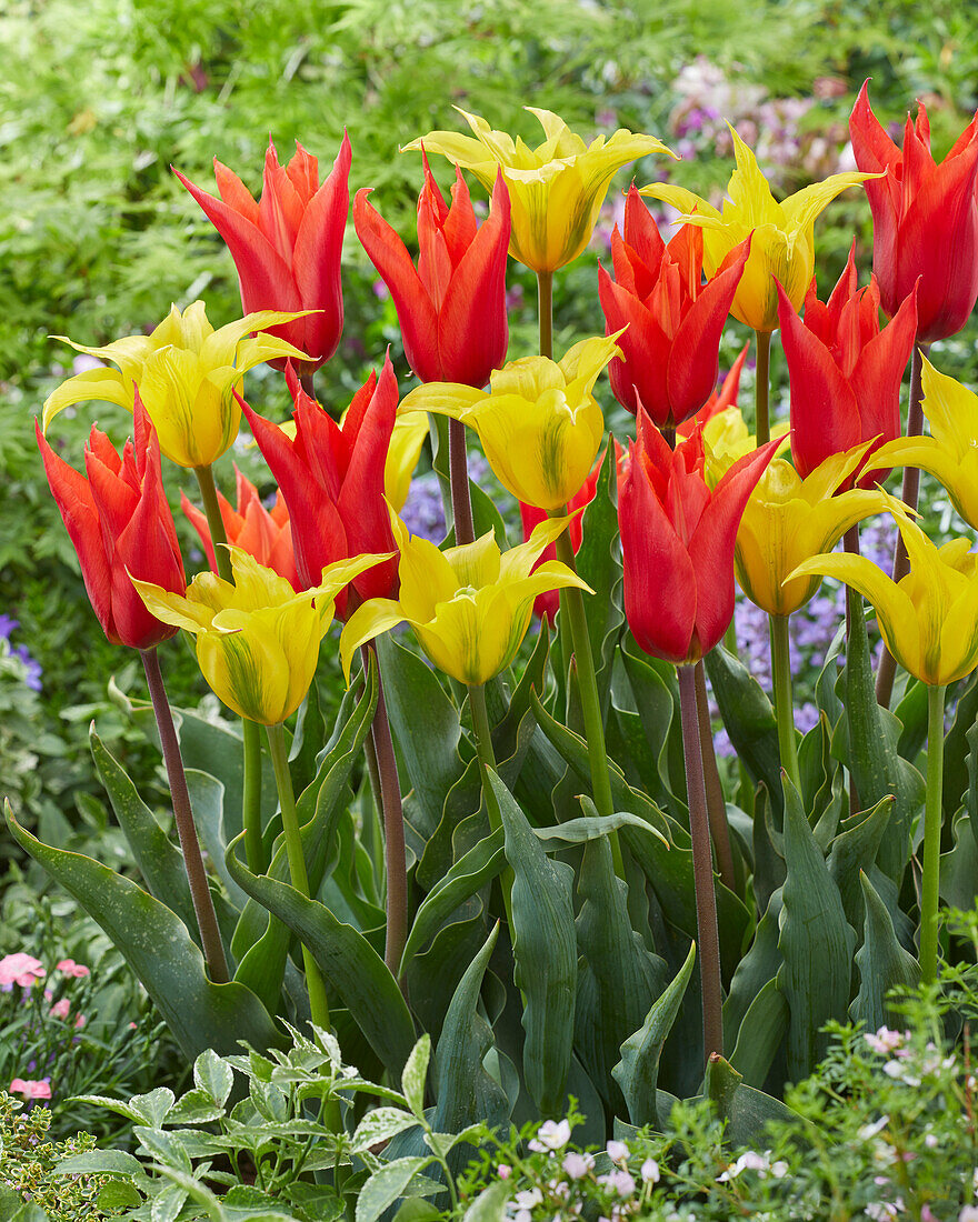 Tulpe (Tulipa) 'Dutch Dancer', 'Green Dance'