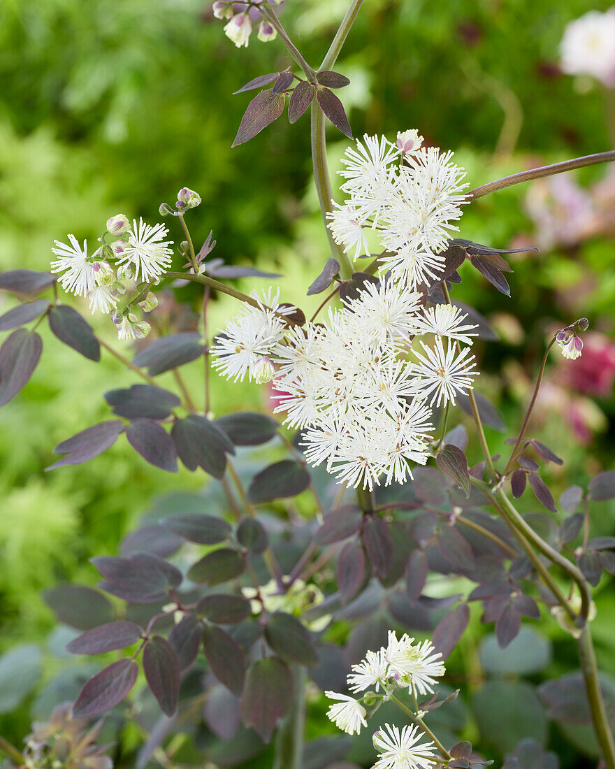 Thalictrum petaloideum Ghent Ebony