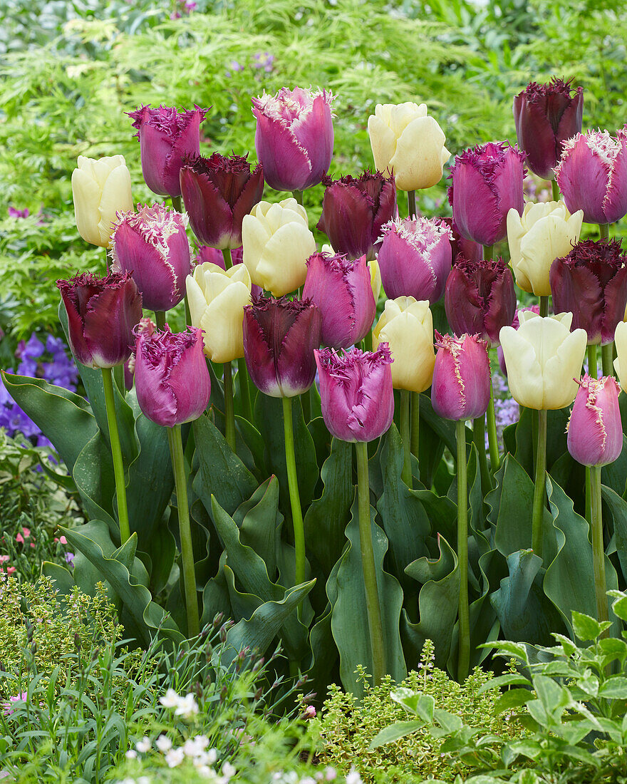 Tulpe (Tulipa) 'Purple and White Fringed' Mischung