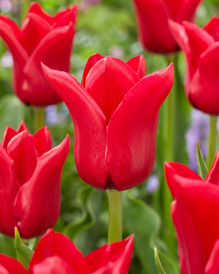 Tulipa Invitation