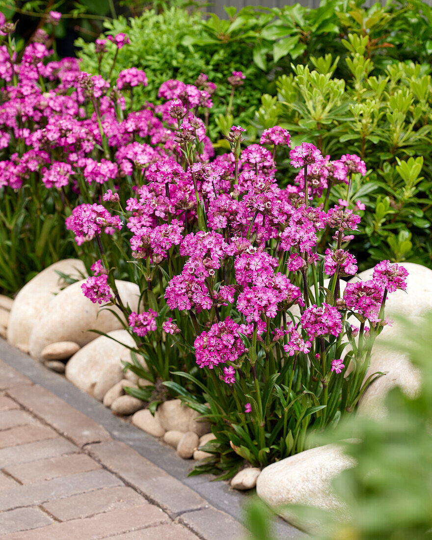 Pechnelke (Lychnis) 'Cherry Bubbles'