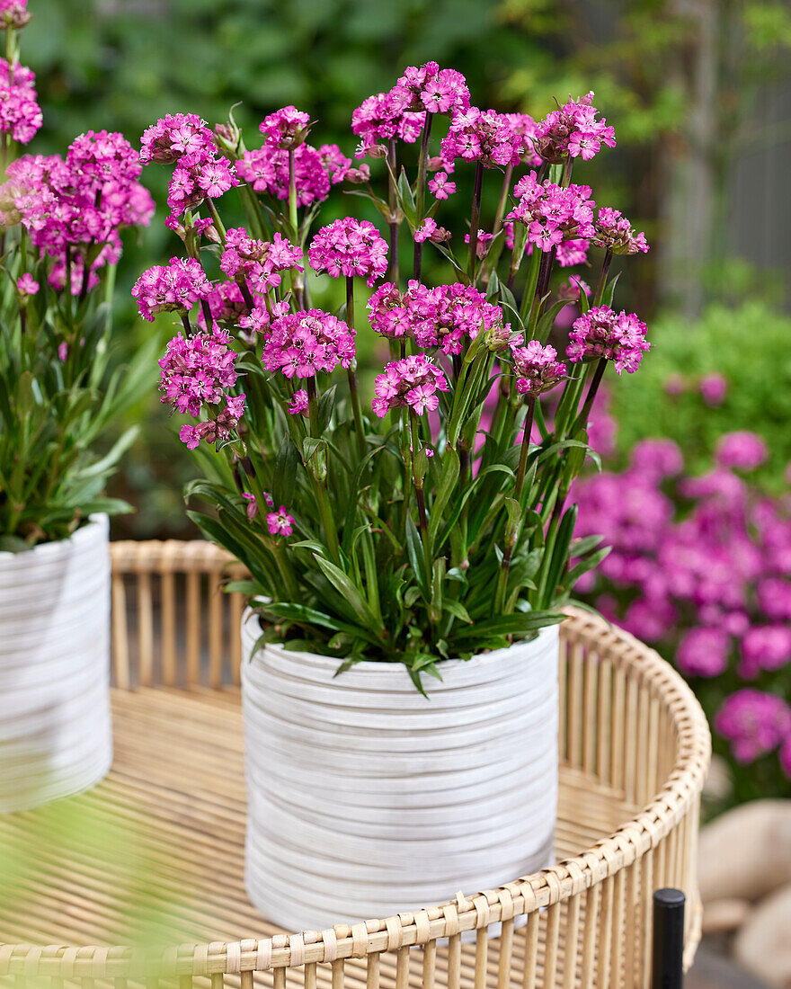 Lychnis Cherry Bubbles