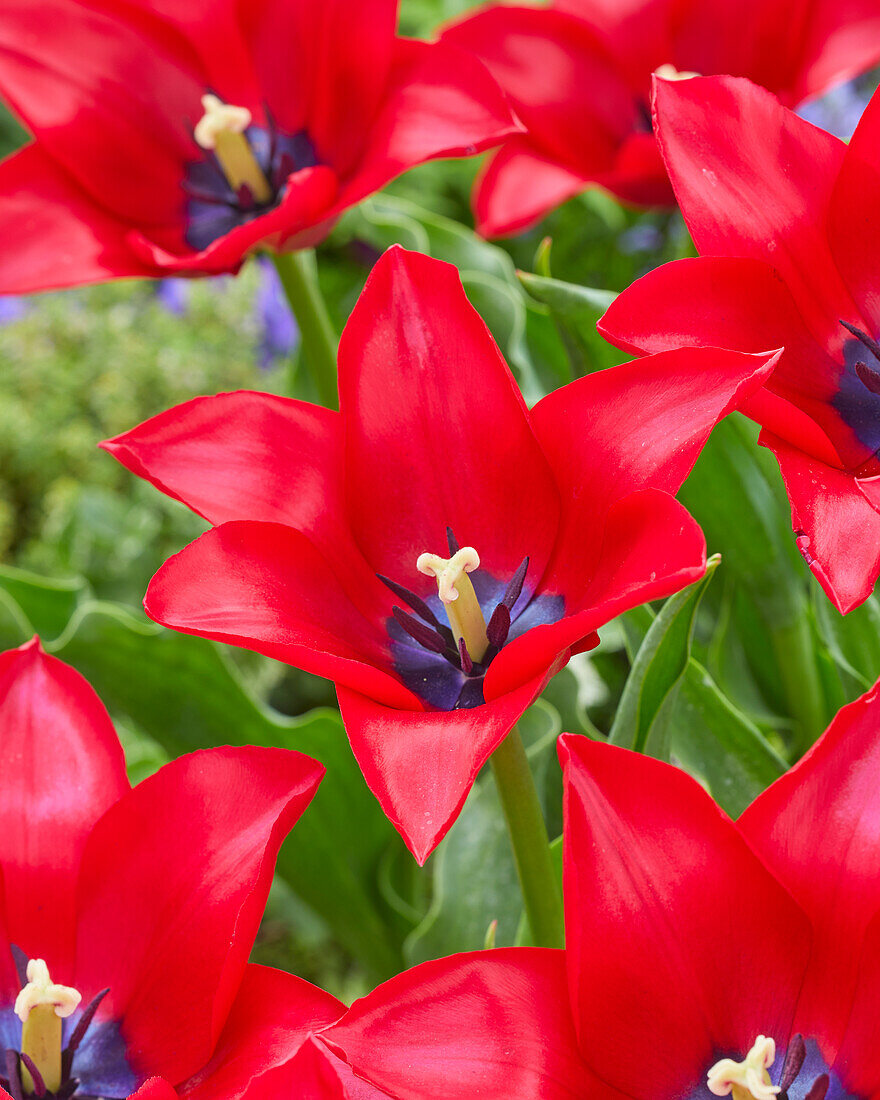 Tulpe (Tulipa) 'Invitation'