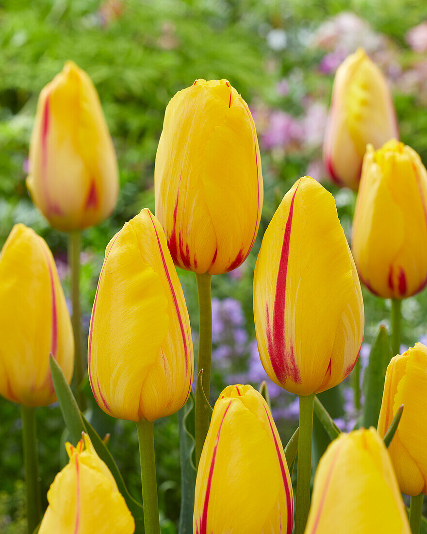 Tulpe (Tulipa) 'La Courtine'