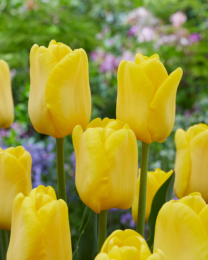 Tulpe (Tulipa) 'Caractère'