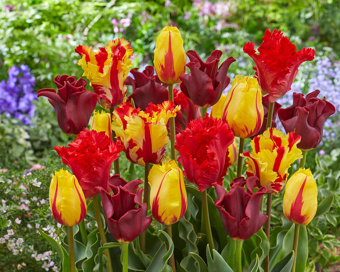 Tulipa Red and Yellow mix