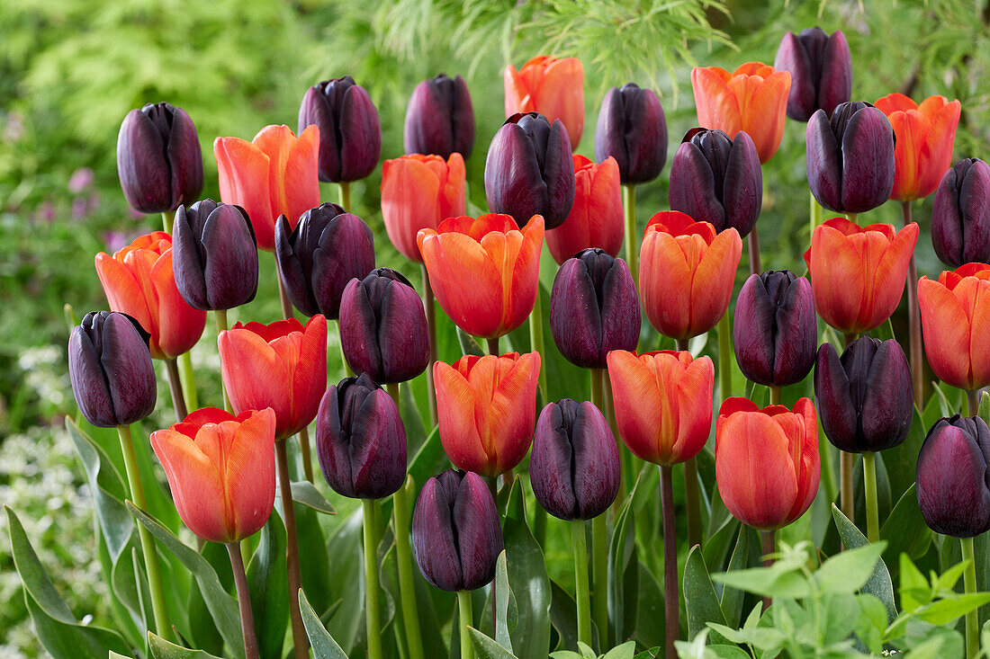 Tulpe (Tulipa) 'Annie Schilder', 'Queen of Night'