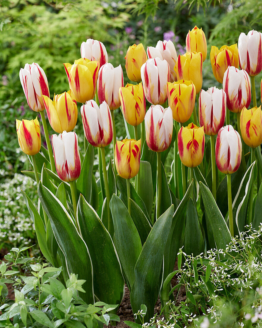 Tulipa Happy Generation,Washington