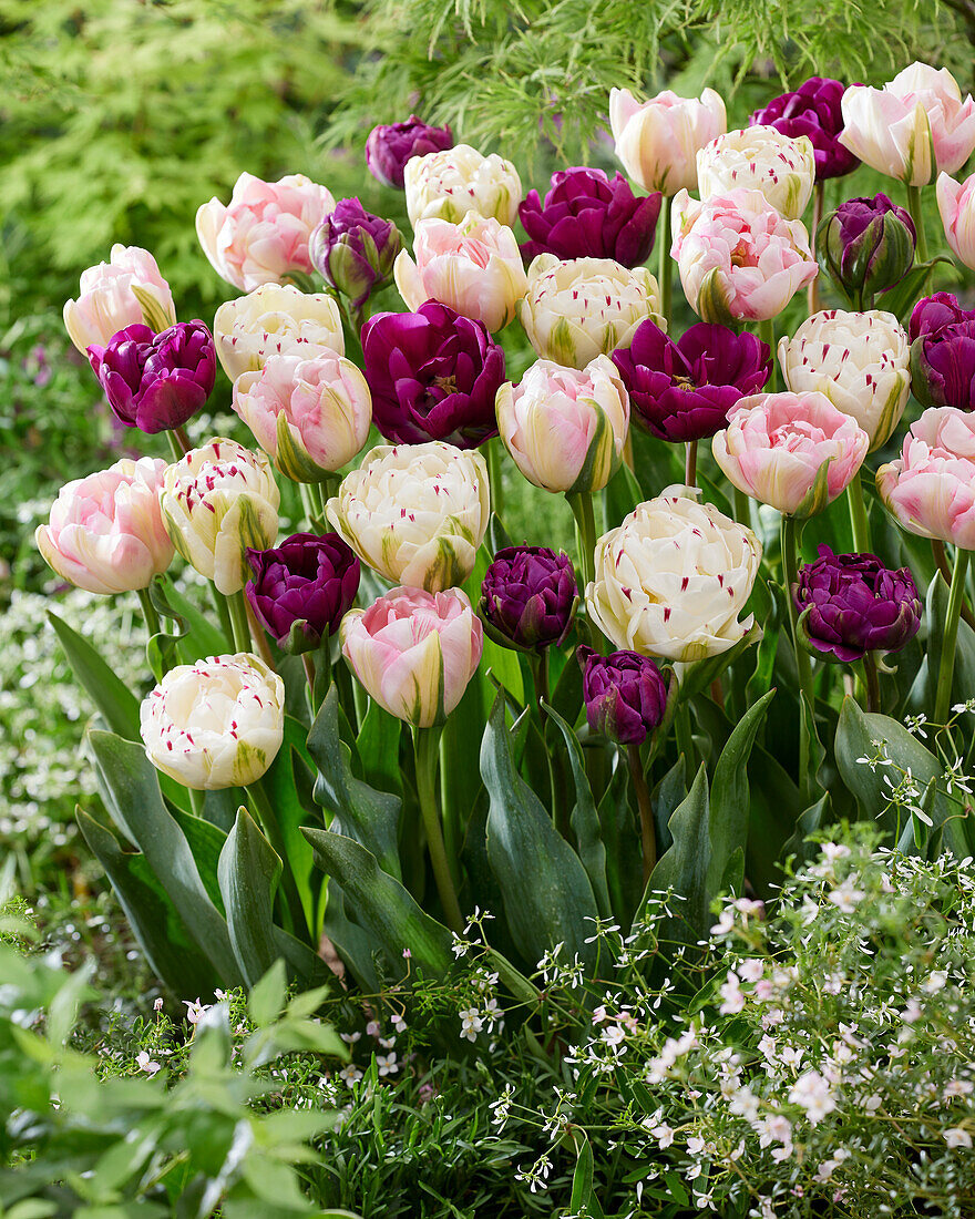 Tulipa Double flowering mix