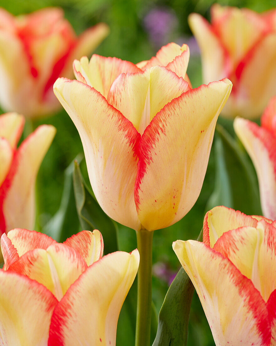 Tulipa Beauty Dream