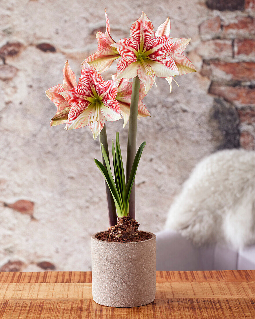 Ritterstern, auch Amaryllis (Hippeastrum) 'Moon Scene'