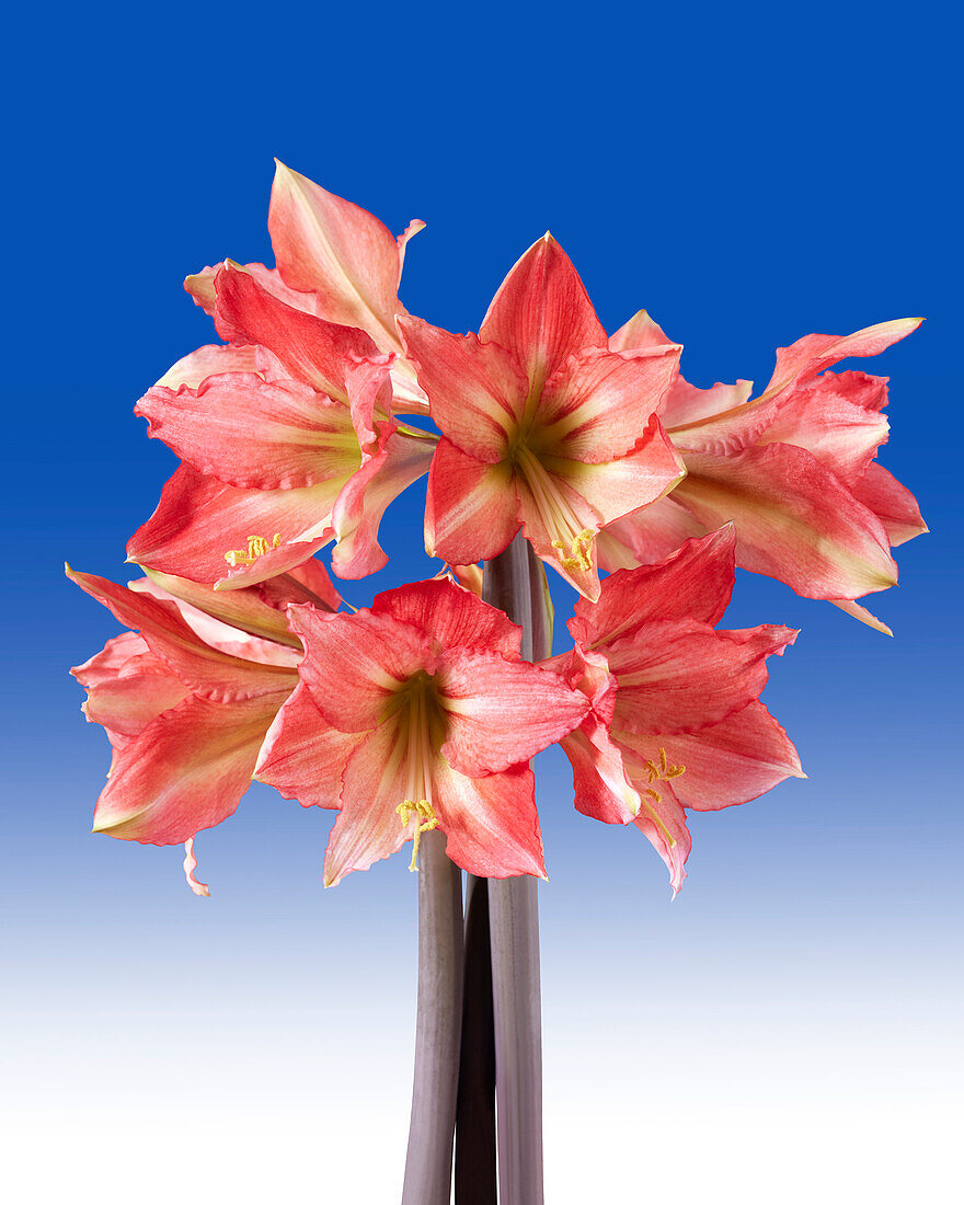 Hippeastrum Tinkerbell