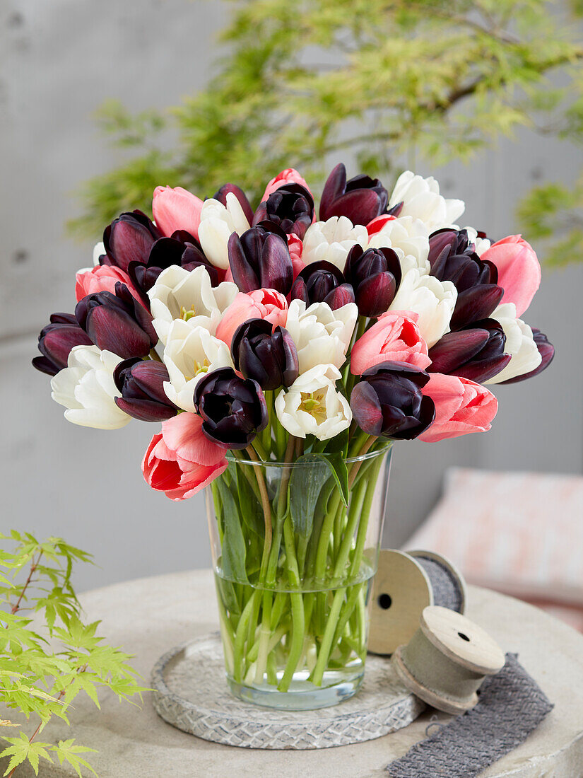 Tulipa mix