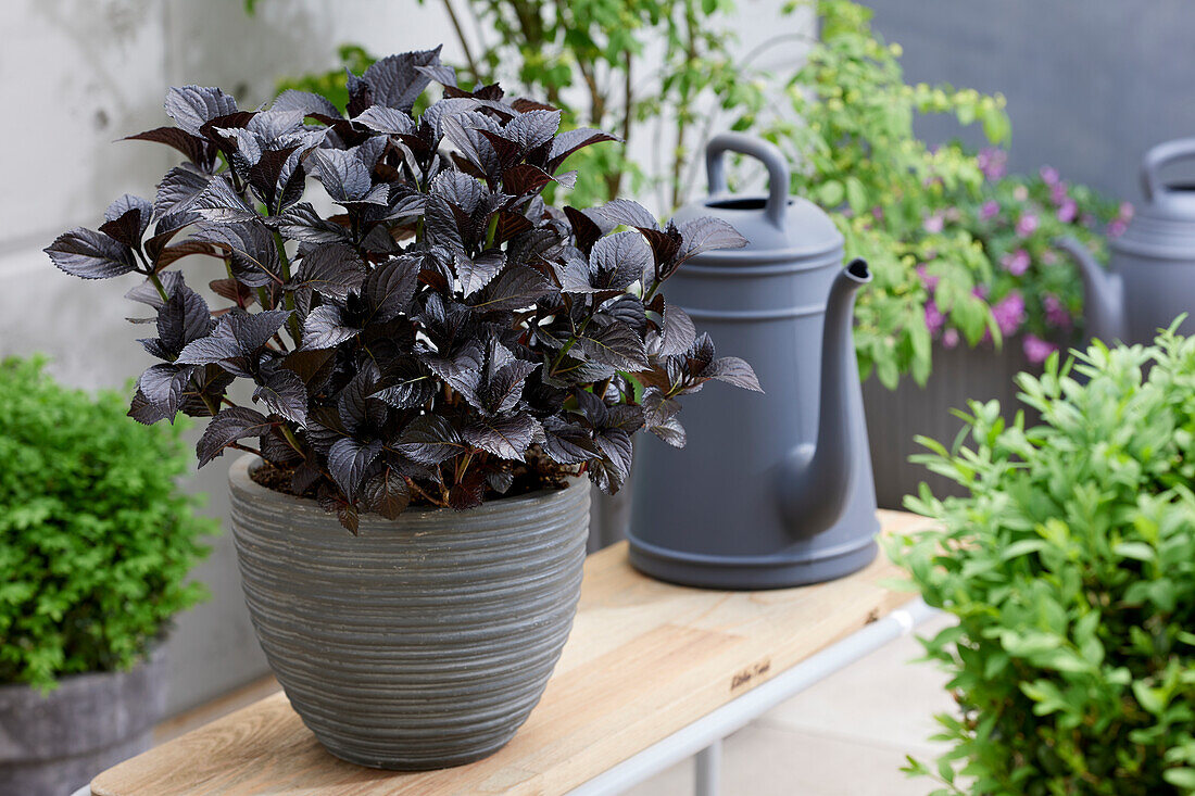 Gartenhortensie (Hydrangea macrophylla) 'After Midnight'