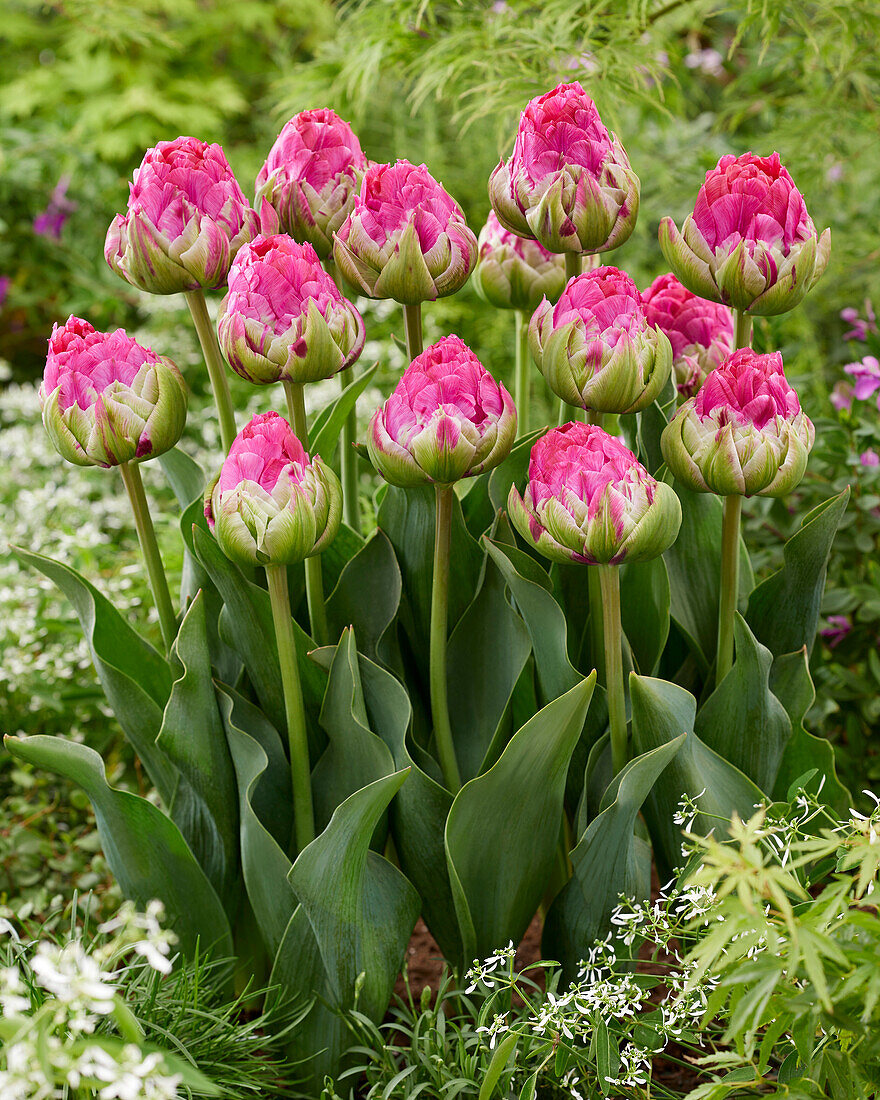 Tulpe (Tulipa) 'Wicked in Pink'