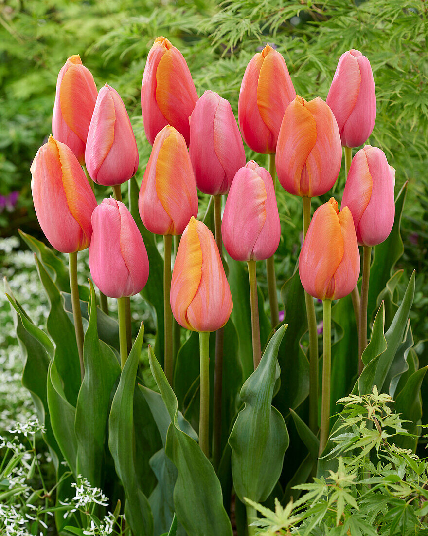 Tulpe (Tulipa) 'Menton', 'Dordogne'