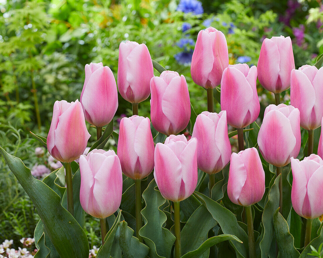 Tulipa Synaeda Amor