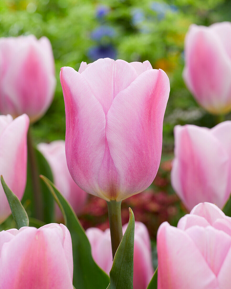 Tulpe (Tulipa) 'Synaeda Amor'