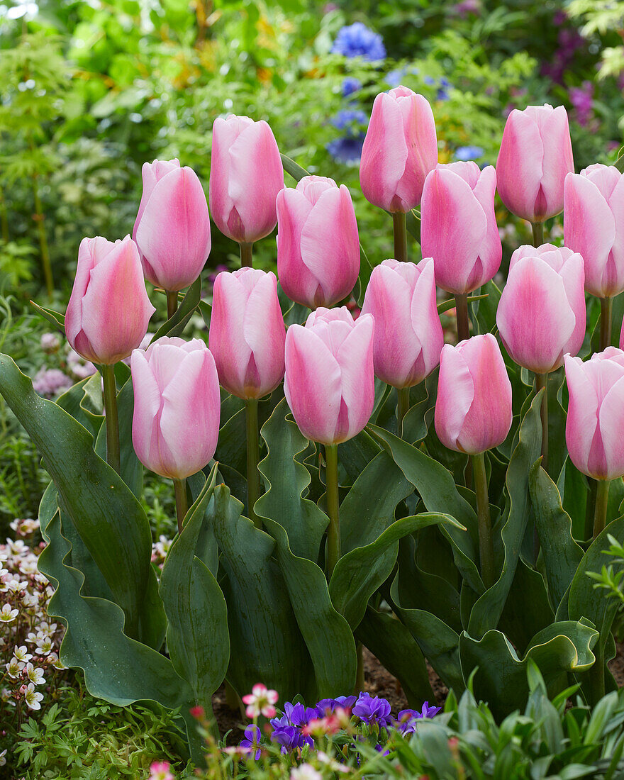 Tulipa Synaeda Amor