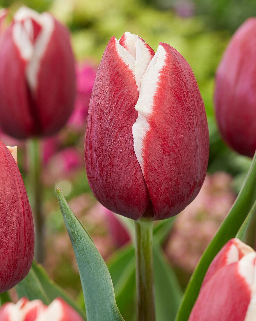 Tulpe (Tulipa) 'Holland America'