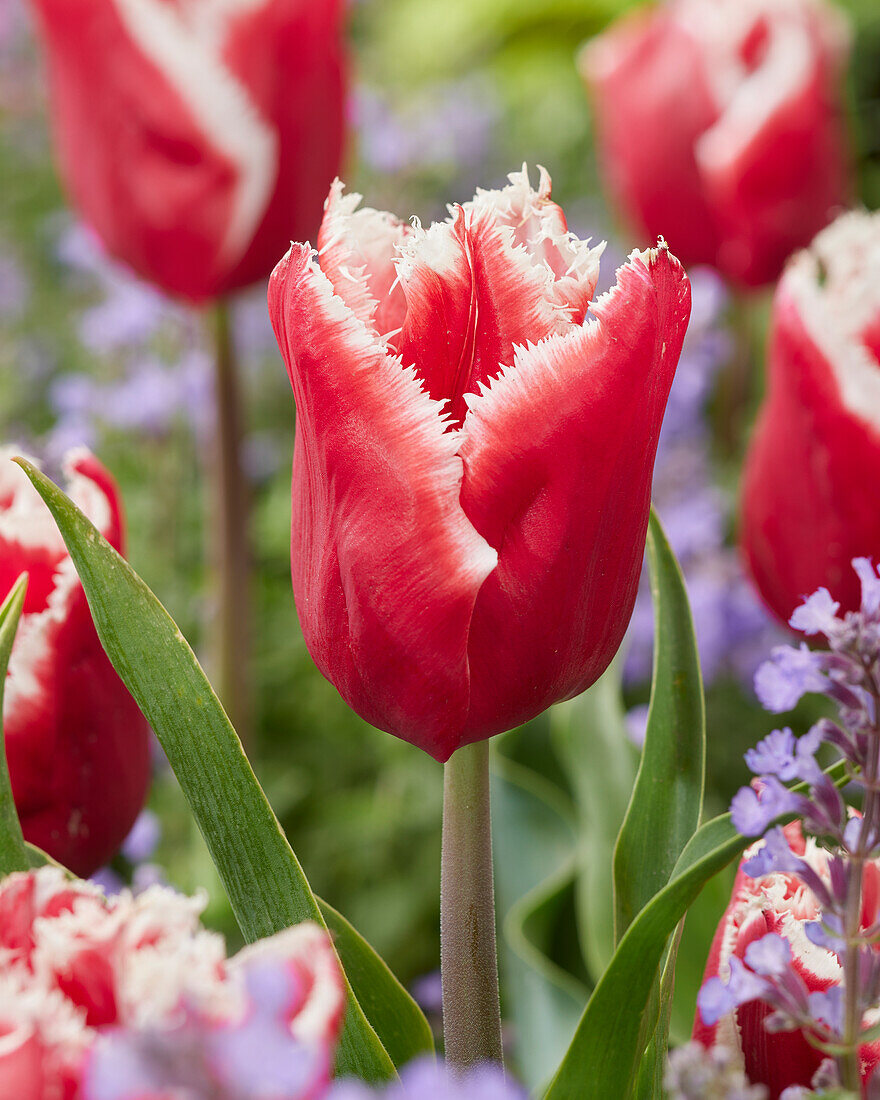 Tulipa Canasta