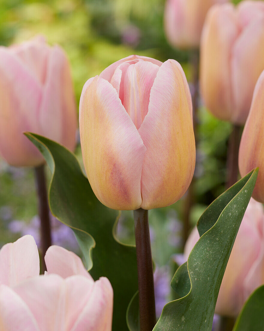 Tulipa Barcelona Beauty