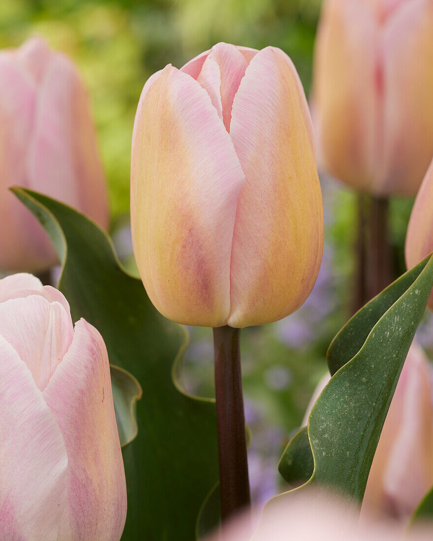 Tulipa Barcelona Beauty