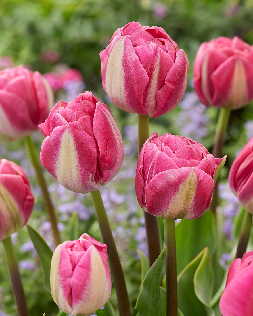 Tulpe (Tulipa) 'Voque'