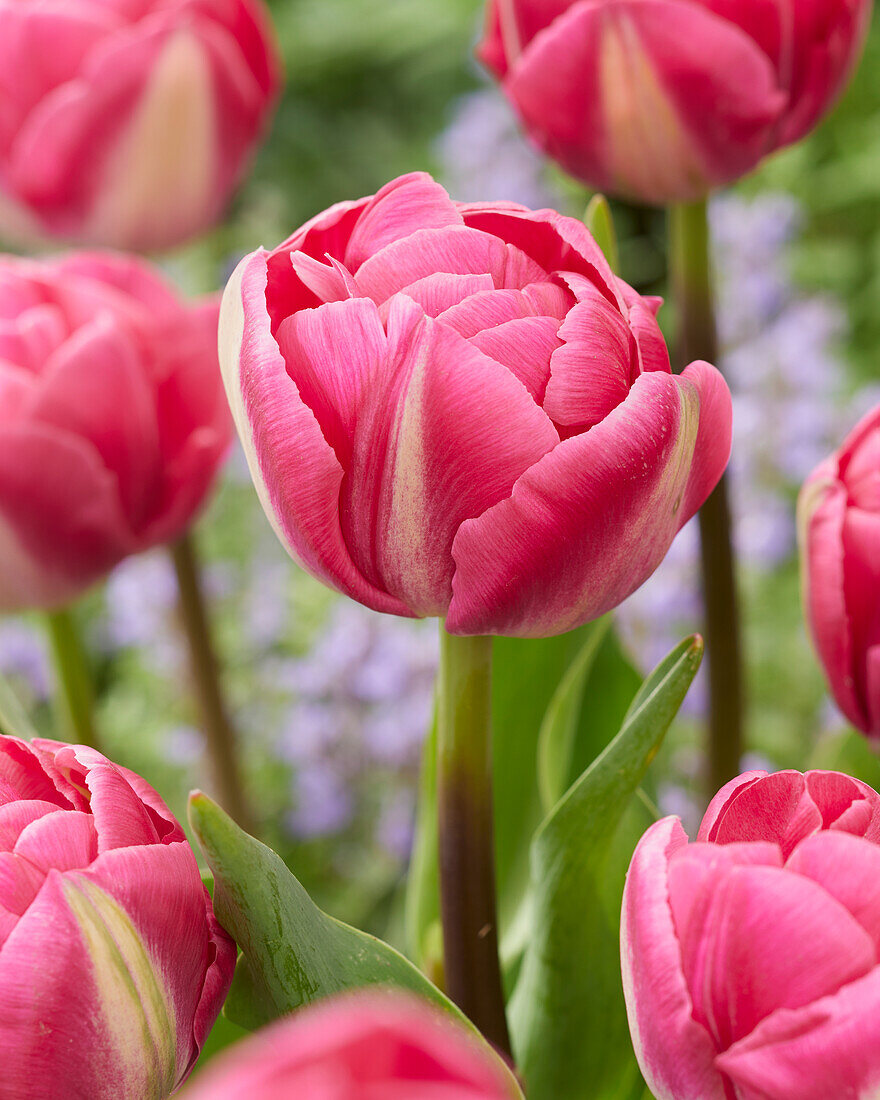 Tulpe (Tulipa) 'Voque'