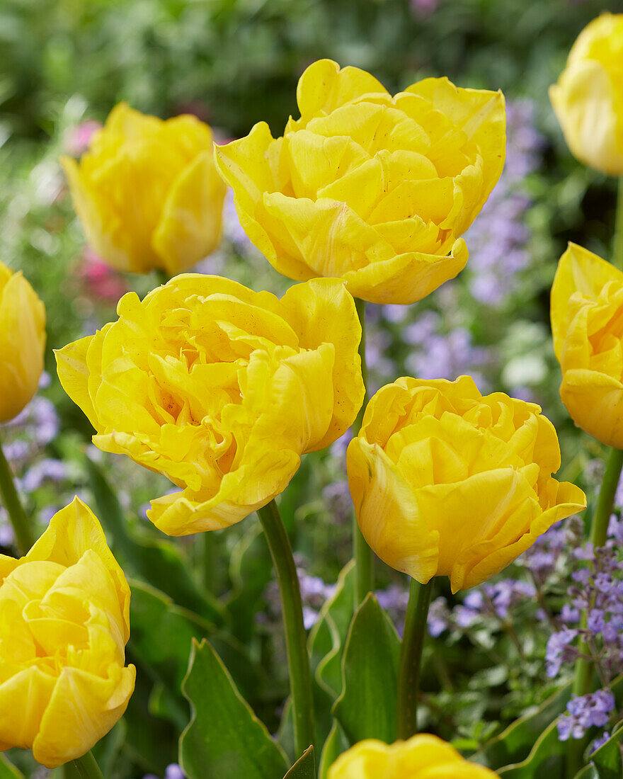 Tulpe (Tulipa) 'Gold Rush'