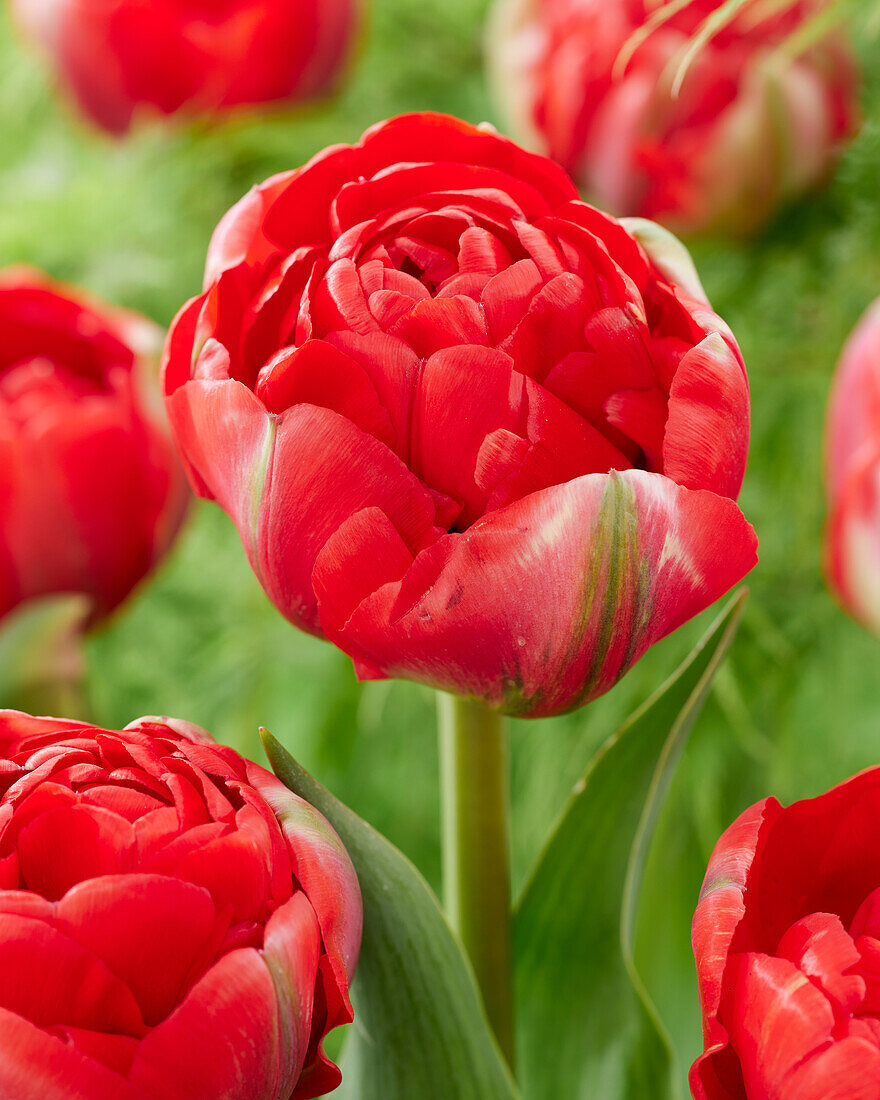 Tulipa Bombastic Red