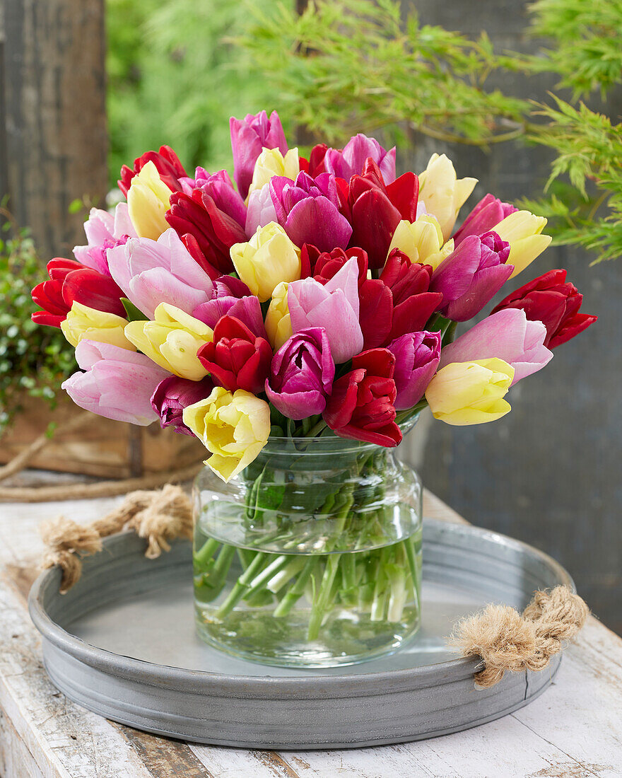 Tulipa Prince mix