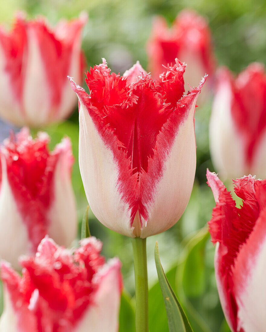 Tulpe (Tulipa) 'Sweet Paradise'