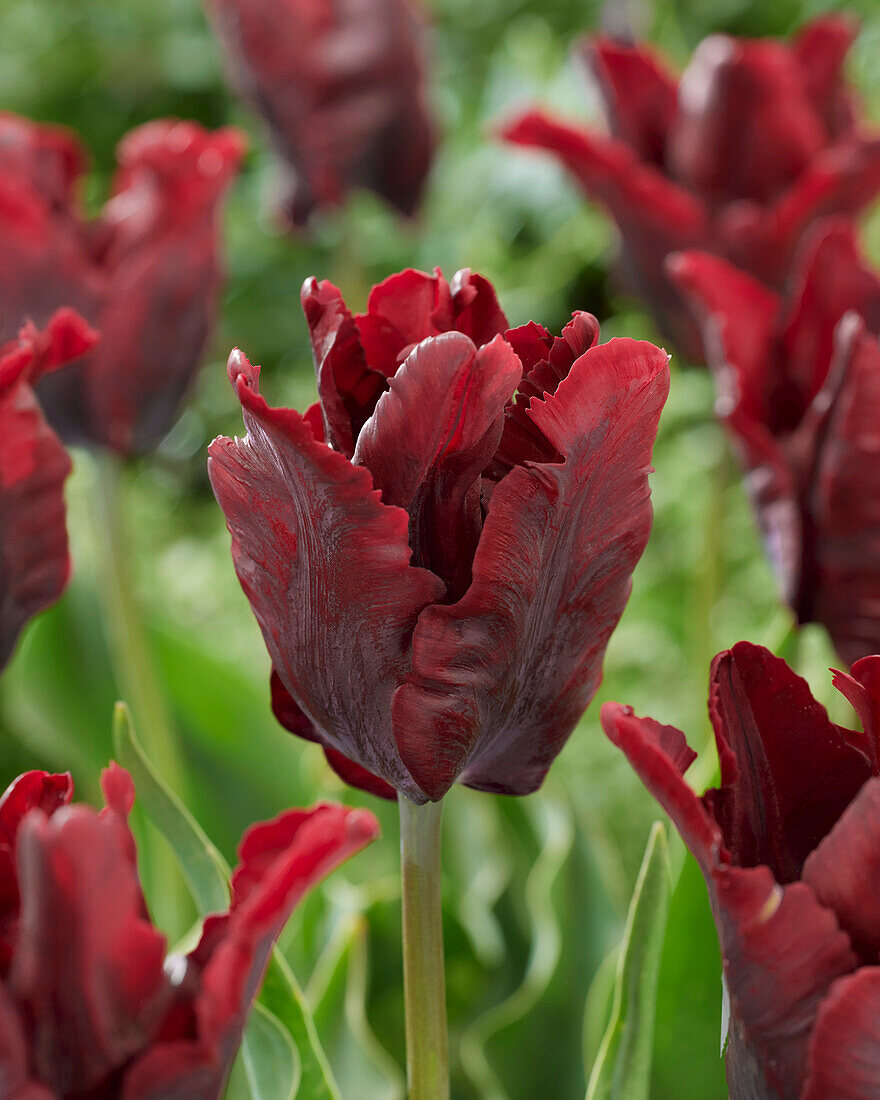 Tulipa Frozen Night