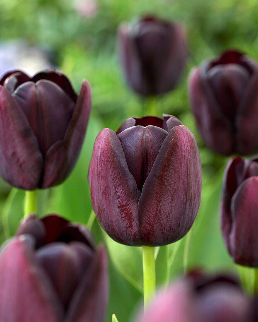 Schöne Tulpe Queen Of Night Ebenbild